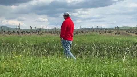 Man Walking Through Vineyard with Mountain Landscape in Background Stock Footage 335808454