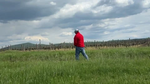 Man Walking Through Vineyard with Mountain Landscape in Background Stock Footage 335808554