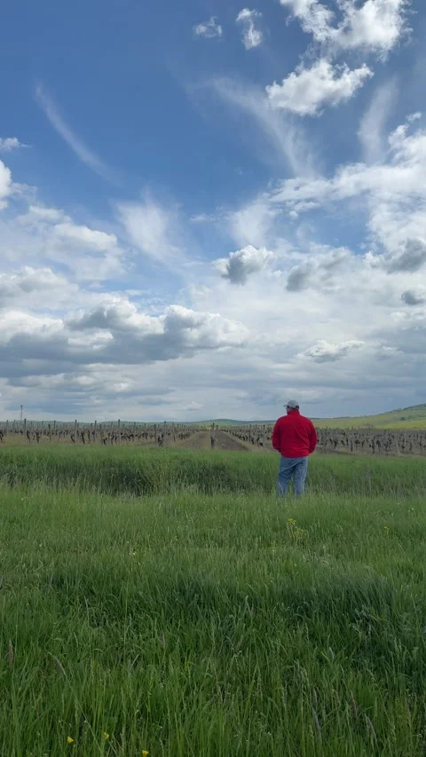 Man Walking Through Vineyard with Mountain Landscape in Background Stock Footage 335811019