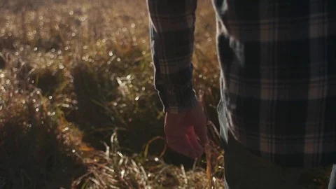 Man Walking Through Wheat During Morning Sunrise (Hand &amp; Feet) Stock Footage 81492019