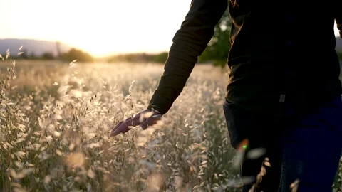 Man walking through a wheat field in summer during sunset 스톡 동영상 241737997