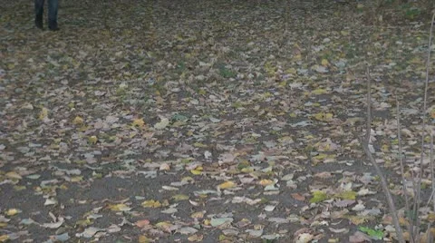 Man walking through the woods Stock Footage 8979734