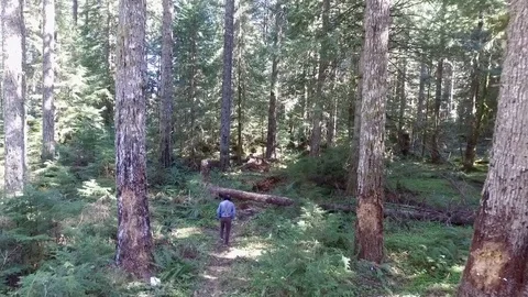 Man Walking Through Woods Stock Footage 128558043