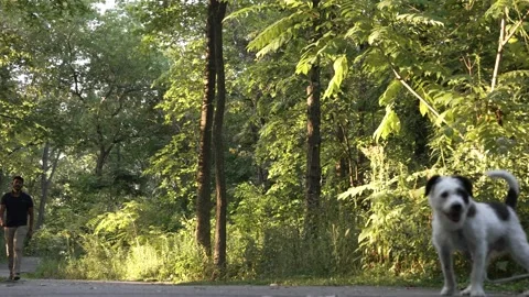 Man walking towards camera low angle evening gold hour slow motion cute dog Stock Footage 215188745