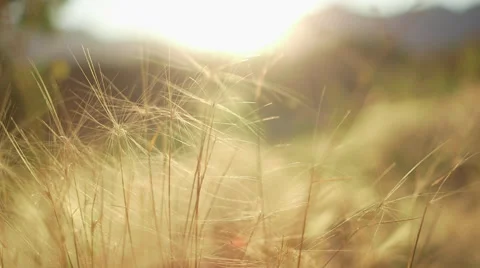 Man Walking Towards Sun Through Field of Yellow Grass 動画素材 68723652