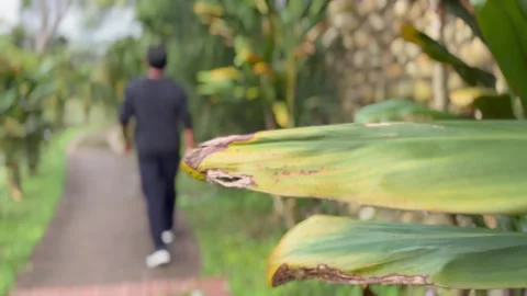 Man walking on the trail on a spring cloudy day. Stock Footage 268994795