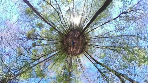 Man walking trough Deciduous forest, VR360, Tiny planet, Tiny planet effect Stock Footage 106828761
