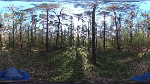 Man walking trough deciduous forest, VR360, VR, 360VR, 360 Video Stock Footage 106831887
