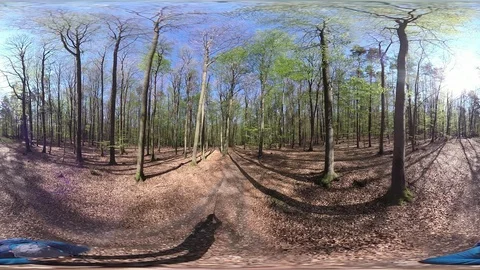 Man walking trough deciduous forest, VR360, VR, 360VR, 360 Video Stock Footage 106832182