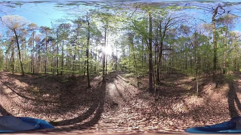 Man walking trough deciduous forest, VR360, VR, 360VR, 360 Video Stock Footage 106832399
