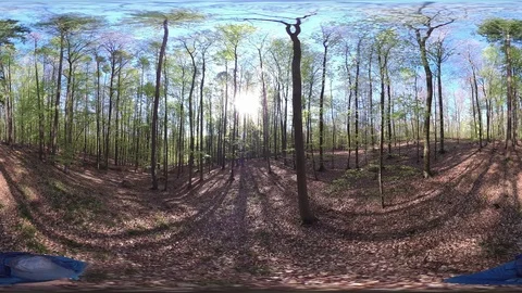 Man walking trough deciduous forest, VR360, VR, 360VR, 360 Video Stock Footage 106833494