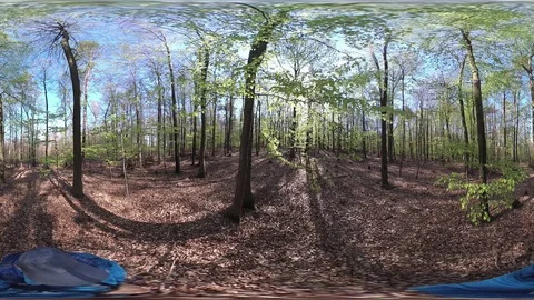 Man walking trough deciduous forest, VR360, VR, 360VR, 360 Video Stock Footage 106833841