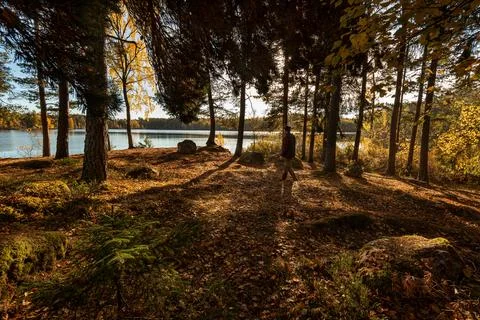 Man walking trough fall forest Stock Photos
