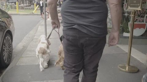 Man Walking Two Dogs on Urban Sidewalk in Sydney New South Wales Australia Stock Footage 341678632