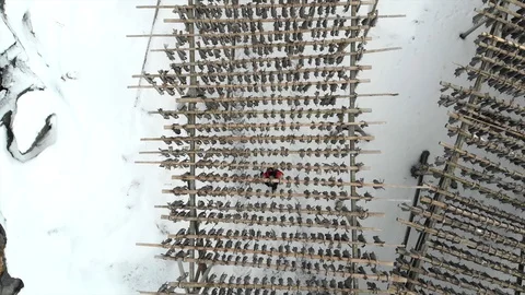 Man walking under racks of drying stockfish in winter in lofoten Stock Footage 128809361