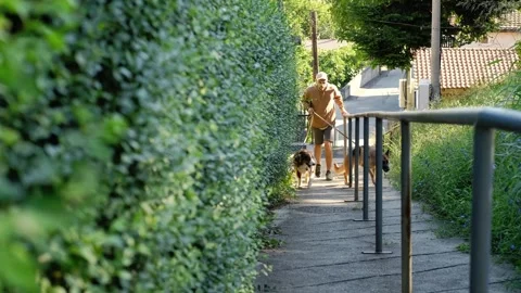 Man walking uphill with two dogs along a narrow urban park path with handrails Stock Footage 342023200