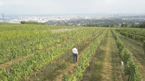 Man Walking in Vineyards above Vienna Vídeos de archivo 95975853