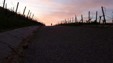 Man is walking on a way in vineyard dawn scenery Stock Footage 129514534