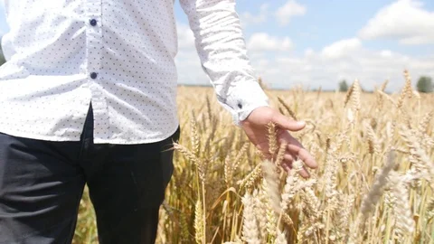 Man walking in a wheat field feeling something like a force. Man touches the Video stock 113904450