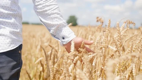Man walking in a wheat field feeling something like a force. Man touches the 스톡 동영상 113908809