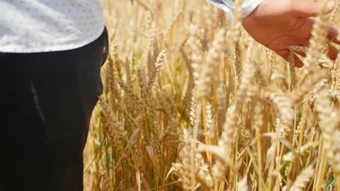 Man walking in a wheat field feeling something like a force. Man touches the Video stock 113908850