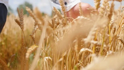Man walking in a wheat field feeling something like a force. Man touches the 스톡 동영상 113910164