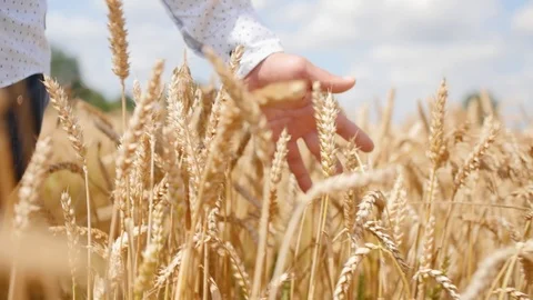 Man walking in a wheat field feeling something like a force. Man touches the 스톡 동영상 113910523
