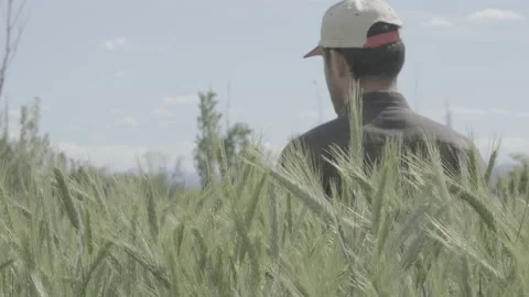 Man walking in a wheat field Video stock 151866828