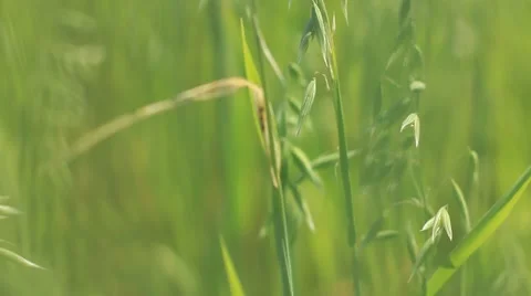Man walking in wheat field. POV. Stock Footage 52496516