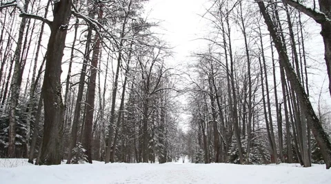 Man walking in winter forest Stock Footage 61331387