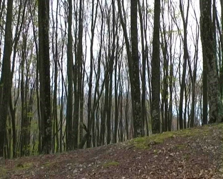 Man walking wood Stock Footage 435179