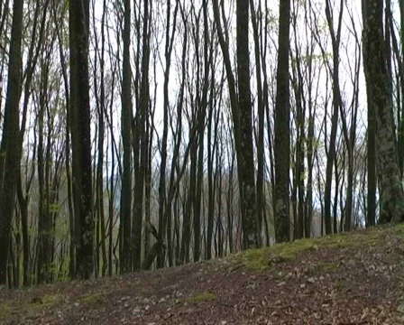 Man walking wood Stock Footage 435194