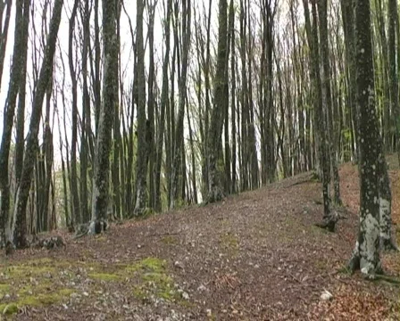 Man walking wood Stock Footage 435229