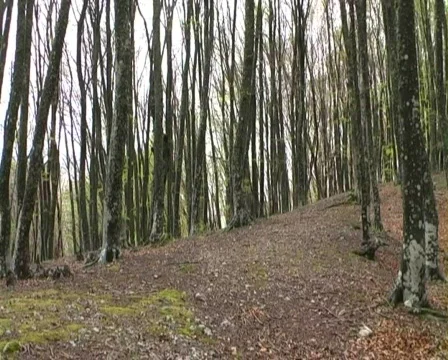 Man walking wood Stock Footage 435824