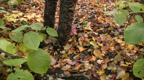 A man walking in the woods Stock Footage 271689