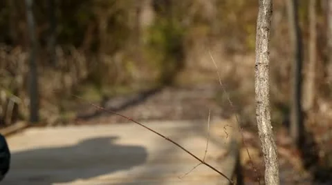 Man walking in the woods 動画素材 12565133