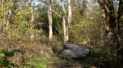 Man walking in the woods 動画素材 12581508