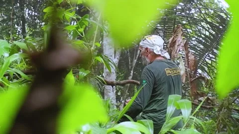 A man is walking in the woods. Video stock 137556599