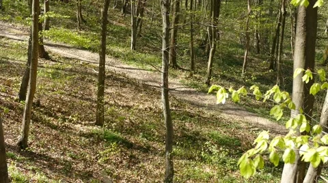 Man Walking In Woods Forest Long Shot 2 Stock Footage 50093306