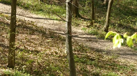 Man Walking In Woods Forest Mid RAnge Shot Stock Footage 50093556