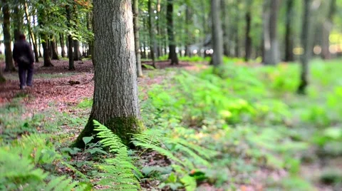 Man walking in the woods ( tilt Shift) Stock Footage 46469810