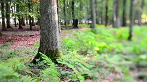 Man walking in the woods ( tilt Shift) Stock Footage 46470185