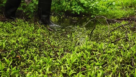 Man walking in the woods trail. Low view of persons feet in rain boots steps 스톡 동영상 231209863