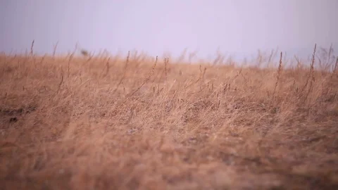 A man walks across the field Video stock 102146744