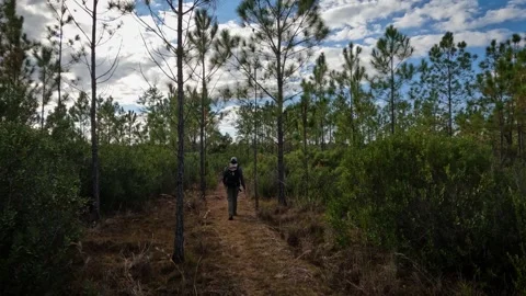 Man walks alone on the Florida National Scenic Trail Stock Footage 255470880