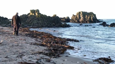 Man walks along beach looking at seaweed Causeway Coast Ballintoy Video stock 291998739