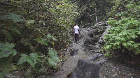 Man Walks Along Fallen Tree in Forest Slow Motion Stock Footage 98863613