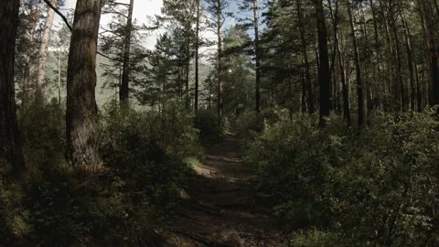 Man walks along a forest path, stops and looks back abruptly. POV Stock Footage 97148229