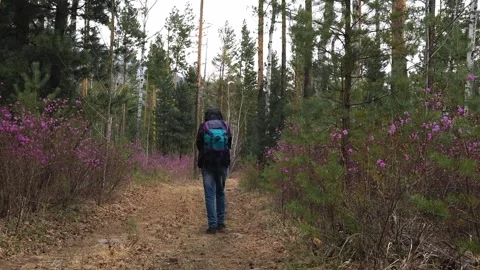 Man walks along forest path in spring among blooming rhododendron. local travel. Stock Footage 230031425