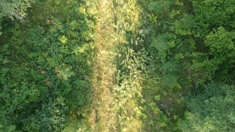 A man walks along a forest trail. A dog runs nearby. Stock Footage 112975133